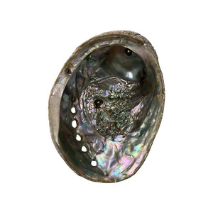 Abalone Shell - Nature's Artistry