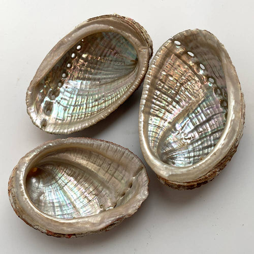 Abalone Shell - Nature's Artistry